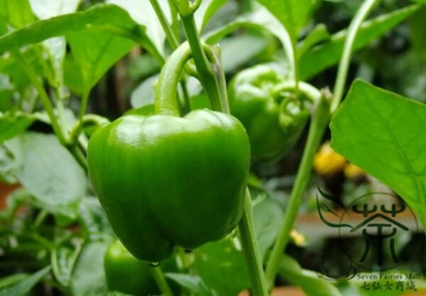 Green Sugar Pepper, Capsicum Annuum Seed 2000 PCS, Bell Pepper Qingtianjiao - Image 6