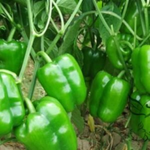 Green Sugar Pepper, Capsicum Annuum Seed 2000 PCS, Bell Pepper Qingtianjiao