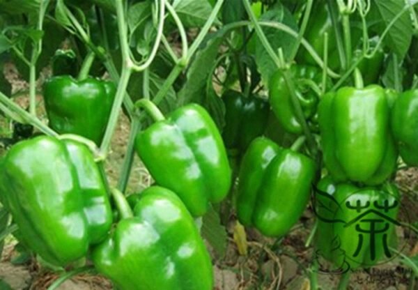 Green Sugar Pepper, Capsicum Annuum Seed 2000 PCS, Bell Pepper Qingtianjiao