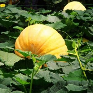 Giant Pumpkin, Cucurbita Moschata Seed 300 PCS, Huge Pumpkin Juxing Nangua