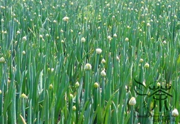 French Shallot, Allium Ascalonicum Seed 5000 PCS, Sijicong - Image 8