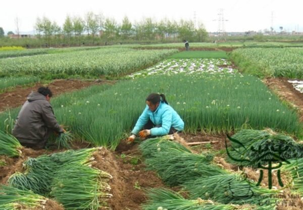 French Shallot, Allium Ascalonicum Seed 5000 PCS, Sijicong - Image 9