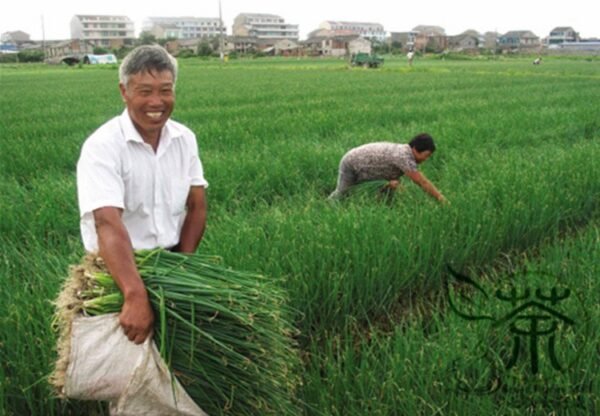 French Shallot, Allium Ascalonicum Seed 5000 PCS, Sijicong