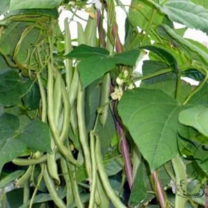 Four Seasons Bean, Phaseolus Vulgaris Seed 500 PCS, Common Bean Sijidou