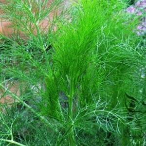 Foeniculum Vulgare, Florence Fennel Seed 3000 PCS, Finocchio Xiaohuixiang