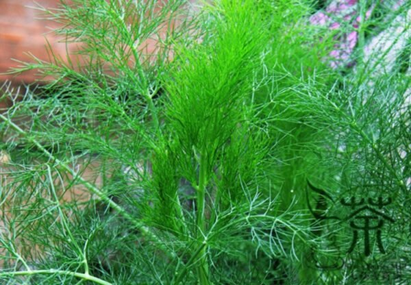 Foeniculum Vulgare, Florence Fennel Seed 3000 PCS, Finocchio Xiaohuixiang