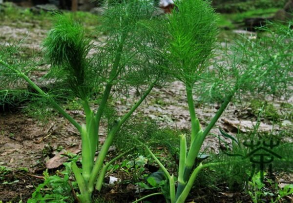 Foeniculum Vulgare, Florence Fennel Seed 3000 PCS, Finocchio Xiaohuixiang - Image 2