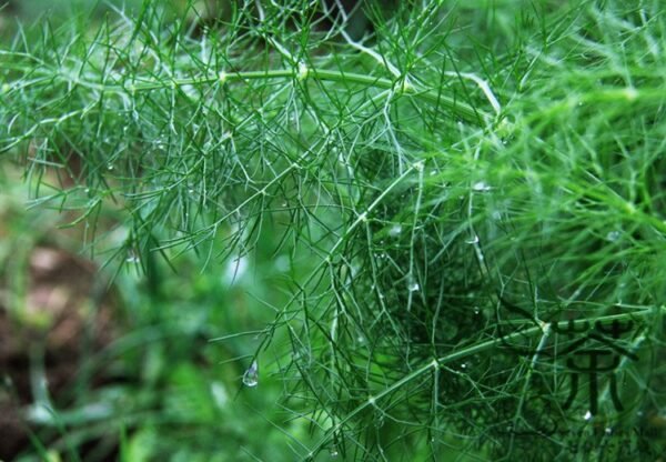 Foeniculum Vulgare, Florence Fennel Seed 3000 PCS, Finocchio Xiaohuixiang - Image 3