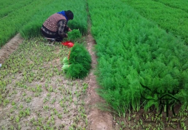 Foeniculum Vulgare, Florence Fennel Seed 3000 PCS, Finocchio Xiaohuixiang - Image 5