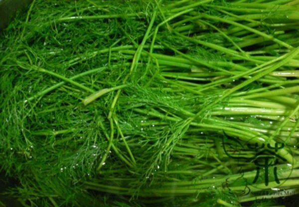 Foeniculum Vulgare, Florence Fennel Seed 3000 PCS, Finocchio Xiaohuixiang - Image 6