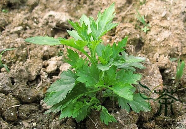 Dendranthema Indicum, Chrysanthemum Indicum Seed 5000 PCS, Juhuanao - Image 2