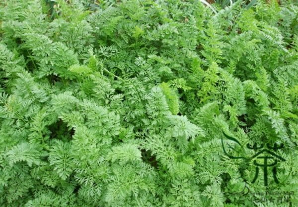 Daucus Carota, Wild Carrot Seed 2000 PCS, Queen Anne's Lace Huluobo - Image 3