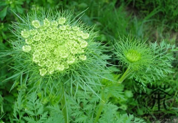 Daucus Carota, Wild Carrot Seed 2000 PCS, Queen Anne's Lace Huluobo - Image 4