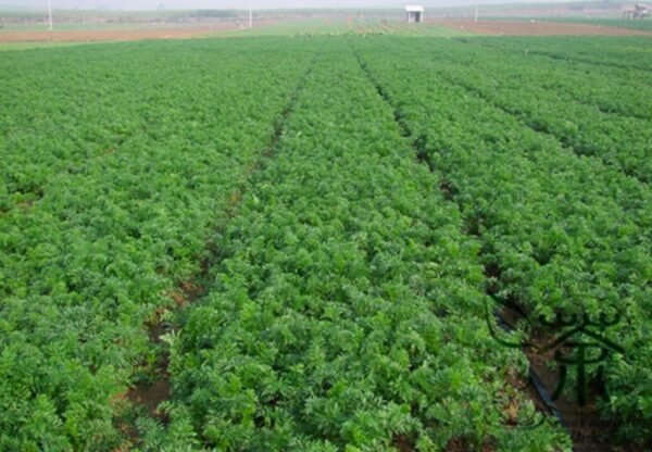 Daucus Carota, Wild Carrot Seed 2000 PCS, Queen Anne's Lace Huluobo - Image 5