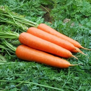 Daucus Carota, Wild Carrot Seed 2000 PCS, Queen Anne's Lace Huluobo