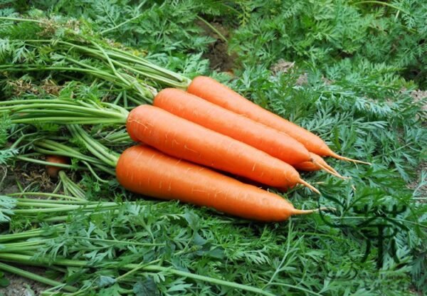 Daucus Carota, Wild Carrot Seed 2000 PCS, Queen Anne's Lace Huluobo