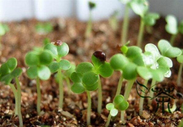 Coriandrum Sativum, Cilantro Coriander Seed 3000 PCS, Xiangcai - Image 2