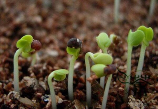 Coriandrum Sativum, Cilantro Coriander Seed 3000 PCS, Xiangcai - Image 3