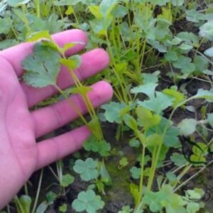 Coriandrum Sativum, Cilantro Coriander Seed 3000 PCS, Xiangcai