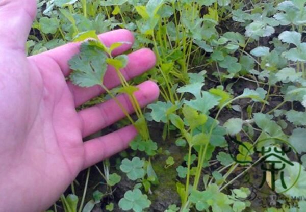 Coriandrum Sativum, Cilantro Coriander Seed 3000 PCS, Xiangcai