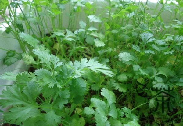 Coriandrum Sativum, Cilantro Coriander Seed 3000 PCS, Xiangcai - Image 6