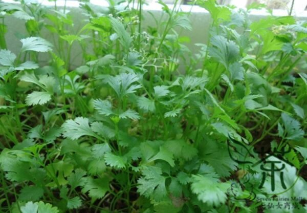 Coriandrum Sativum, Cilantro Coriander Seed 3000 PCS, Xiangcai - Image 7