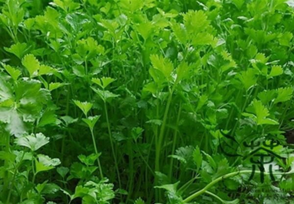 Coriandrum Sativum, Cilantro Coriander Seed 3000 PCS, Xiangcai - Image 8