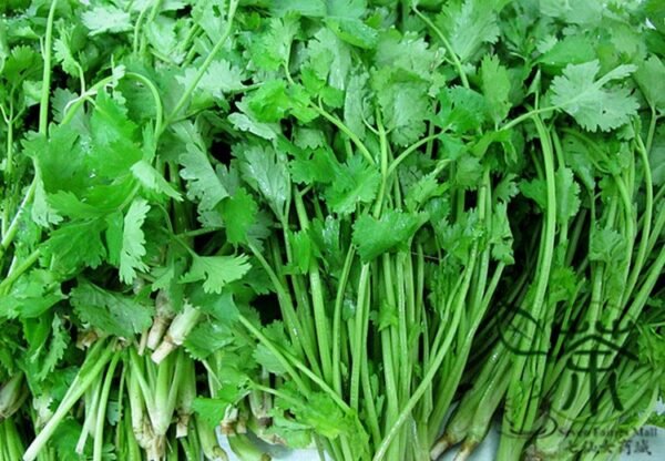 Coriandrum Sativum, Cilantro Coriander Seed 3000 PCS, Xiangcai - Image 9