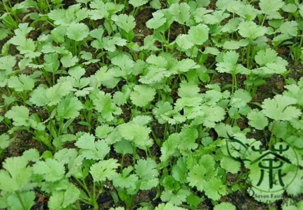 Cilantro Coriander, Coriandrum Sativum Seed 3000 PCS, Xiaoye Xiangcai