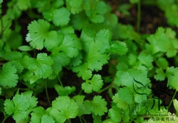 Cilantro Coriander, Coriandrum Sativum Seed 3000 PCS, Xiaoye Xiangcai - Image 2