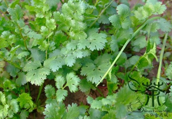 Cilantro Coriander, Coriandrum Sativum Seed 3000 PCS, Xiaoye Xiangcai - Image 3