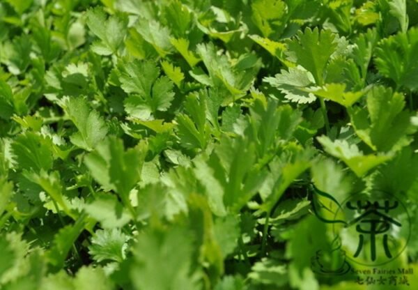 Cilantro Coriander, Coriandrum Sativum Seed 3000 PCS, Xiaoye Xiangcai - Image 5