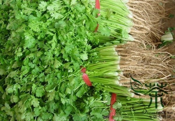 Cilantro Coriander, Coriandrum Sativum Seed 3000 PCS, Xiaoye Xiangcai - Image 8