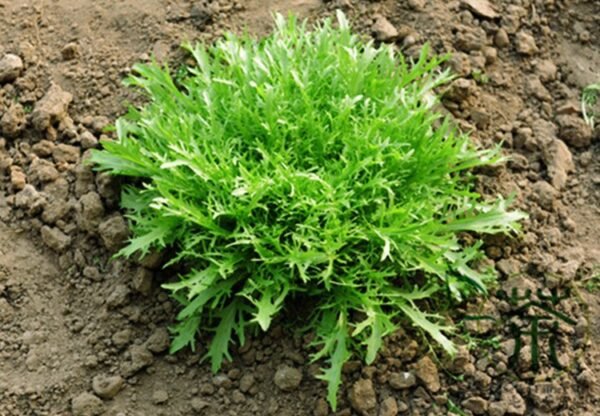 Cichorium Endivia, Escarole Endive Seed 5000 PCS, Sonchus Oleraceus Kuju - Image 3