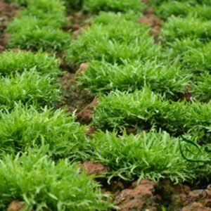 Cichorium Endivia, Escarole Endive Seed 5000 PCS, Sonchus Oleraceus Kuju