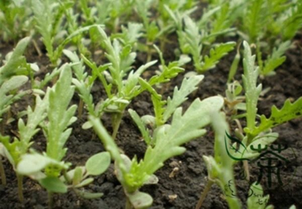 Chrysanthemum Coronarium, Glebionis Coronaria Seed 3000 PCS, Tonghao - Image 3