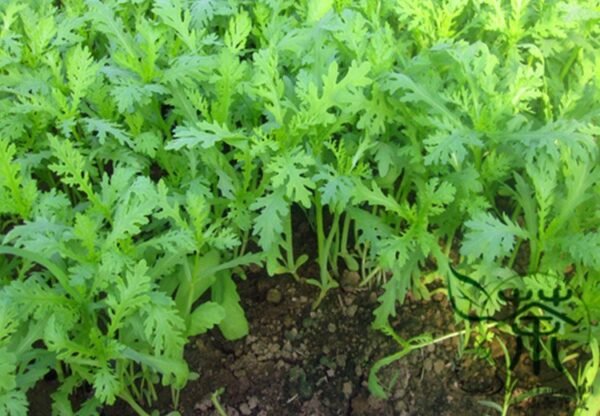 Chrysanthemum Coronarium, Glebionis Coronaria Seed 3000 PCS, Tonghao - Image 4