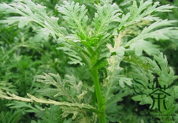 Chrysanthemum Coronarium, Glebionis Coronaria Seed 3000 PCS, Tonghao - Image 5