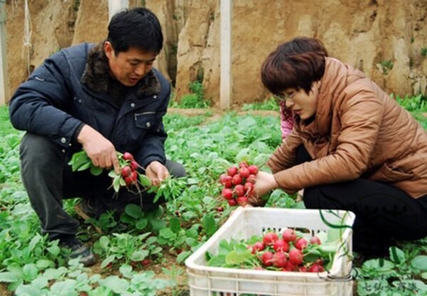 Cherry Belle Radish, Raphanus Sativus Seed 2000 PCS, Red Radish Yingtao Luobo - Image 2