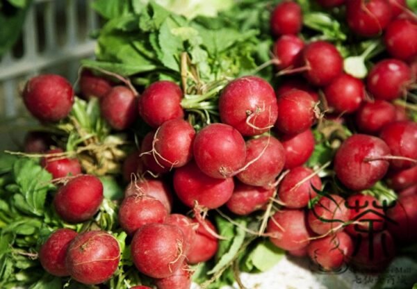 Cherry Belle Radish, Raphanus Sativus Seed 2000 PCS, Red Radish Yingtao Luobo - Image 3