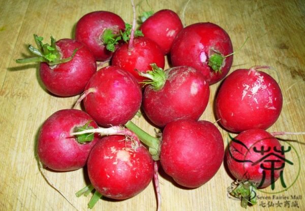 Cherry Belle Radish, Raphanus Sativus Seed 2000 PCS, Red Radish Yingtao Luobo - Image 5