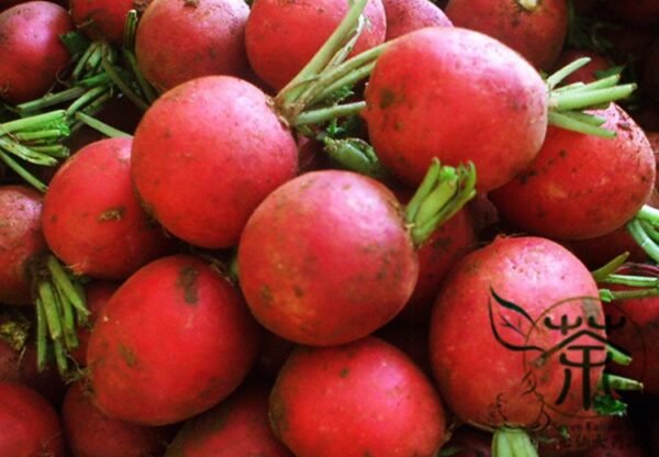 Cherry Belle Radish, Raphanus Sativus Seed 2000 PCS, Red Radish Yingtao Luobo - Image 6