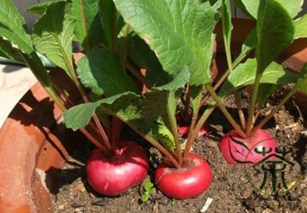 Cherry Belle Radish, Raphanus Sativus Seed 2000 PCS, Red Radish Yingtao Luobo - Image 7