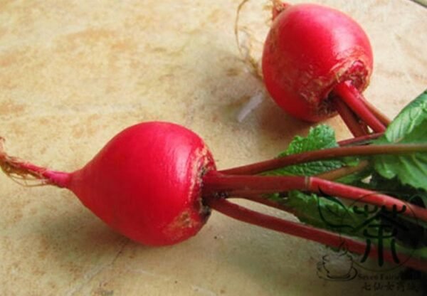 Cherry Belle Radish, Raphanus Sativus Seed 2000 PCS, Red Radish Yingtao Luobo - Image 9