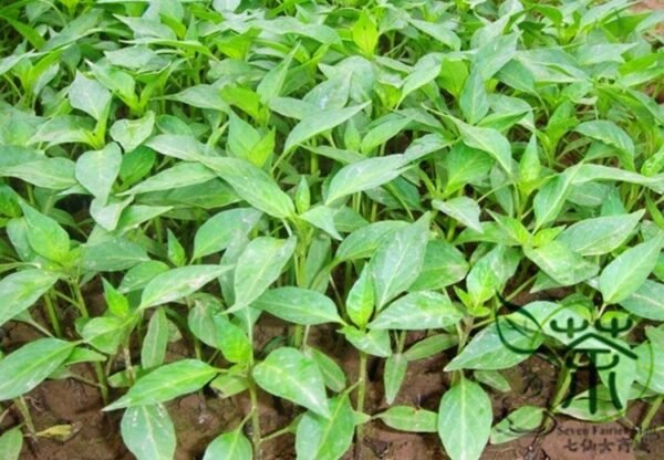 Cayenne Pepper, Capsicum Annuum Seed 2000 PCS, Chili Pepper Niujiaojiao - Image 2