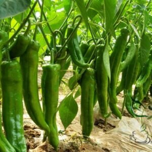 Cayenne Pepper, Capsicum Annuum Seed 2000 PCS, Chili Pepper Niujiaojiao