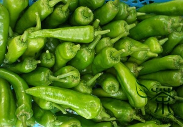 Cayenne Pepper, Capsicum Annuum Seed 2000 PCS, Chili Pepper Niujiaojiao - Image 8