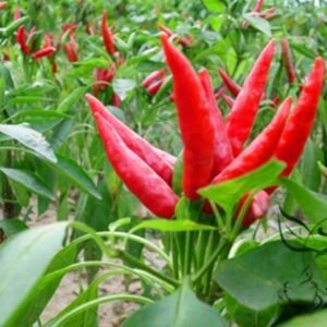 Capsicum Annuum, Chili Pepper Seed 2000 PCS, Pod Pepper Chaotianjiao