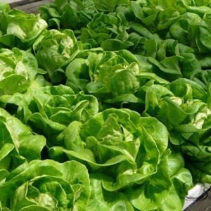 Butter Lettuce, Latuca Sativa Seed 5000 PCS, Lceberg Lettuce Naiyou Shengcai