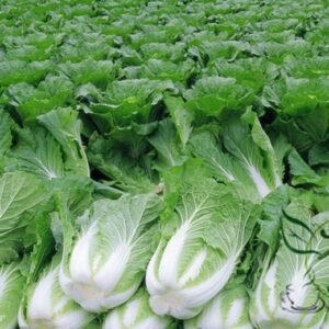 Brassica Rapa, Peking Cabbage Seed 5000 PCS, Napa Cabbage Dabaicai